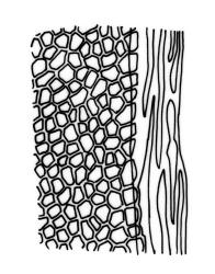 Fissidens rigidulus var. rigidulus, laminal cells, margin of dorsal lamina. Drawn from J.E. Beever 73-14, AK 291821.
 Image: R.C. Wagstaff © Landcare Research 2014 